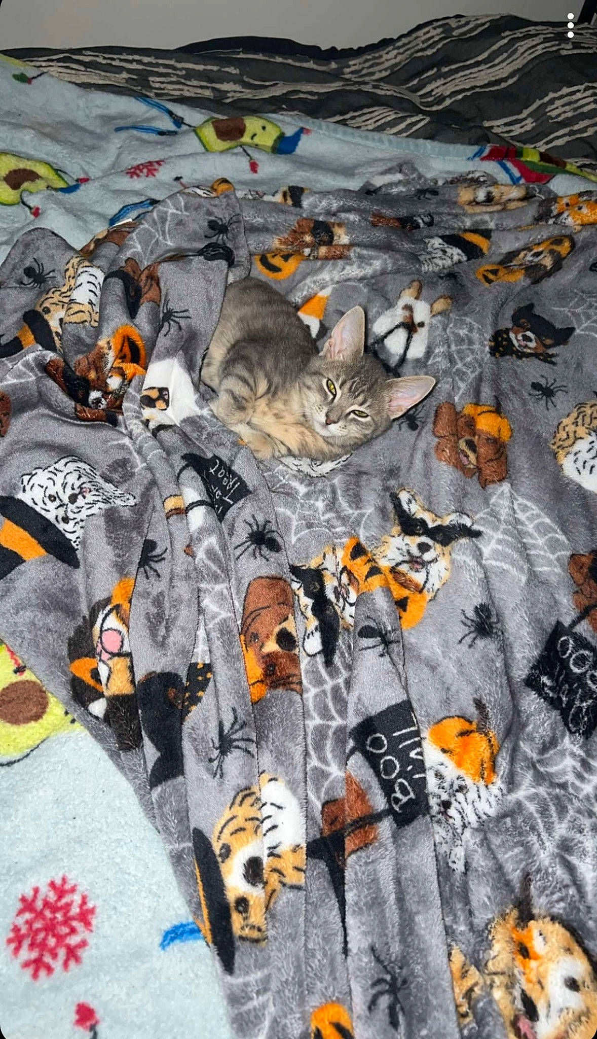 Reese is registered to the contest to win money with this photo: art, baby_toddler_clothing, brown, carnivore, cat, felidae, font, fur, glove, grey, jersey, linens, orange, pattern, sleeve, small_to_medium_sized_cats, sportswear, t_shirt, whiskers, white