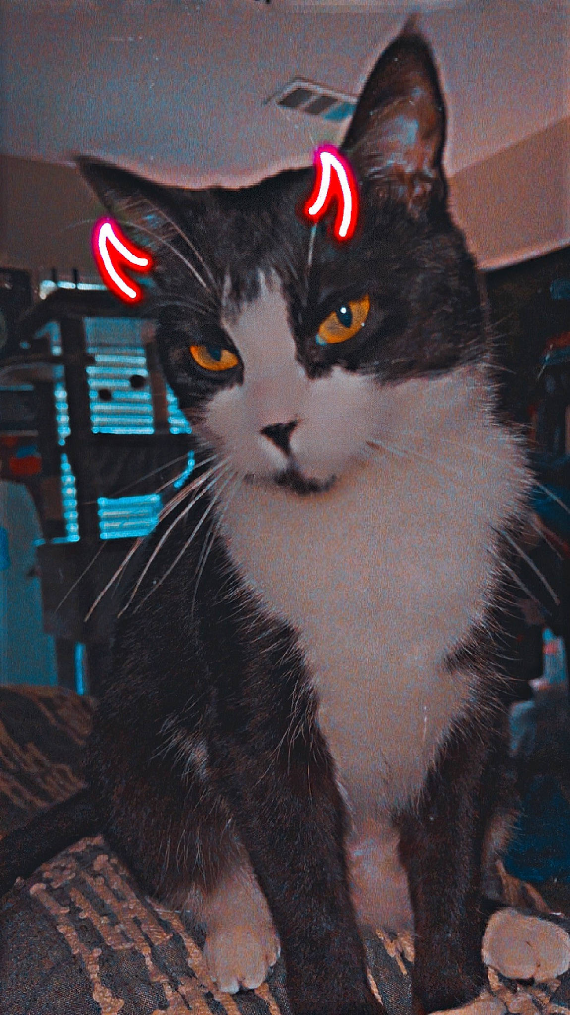 Sky joined the competition — help win amazing prizes! carnivore, cat, domestic_short_haired_cat, felidae, fur, iris, paw, small_to_medium_sized_cats, snout, tail, whiskers