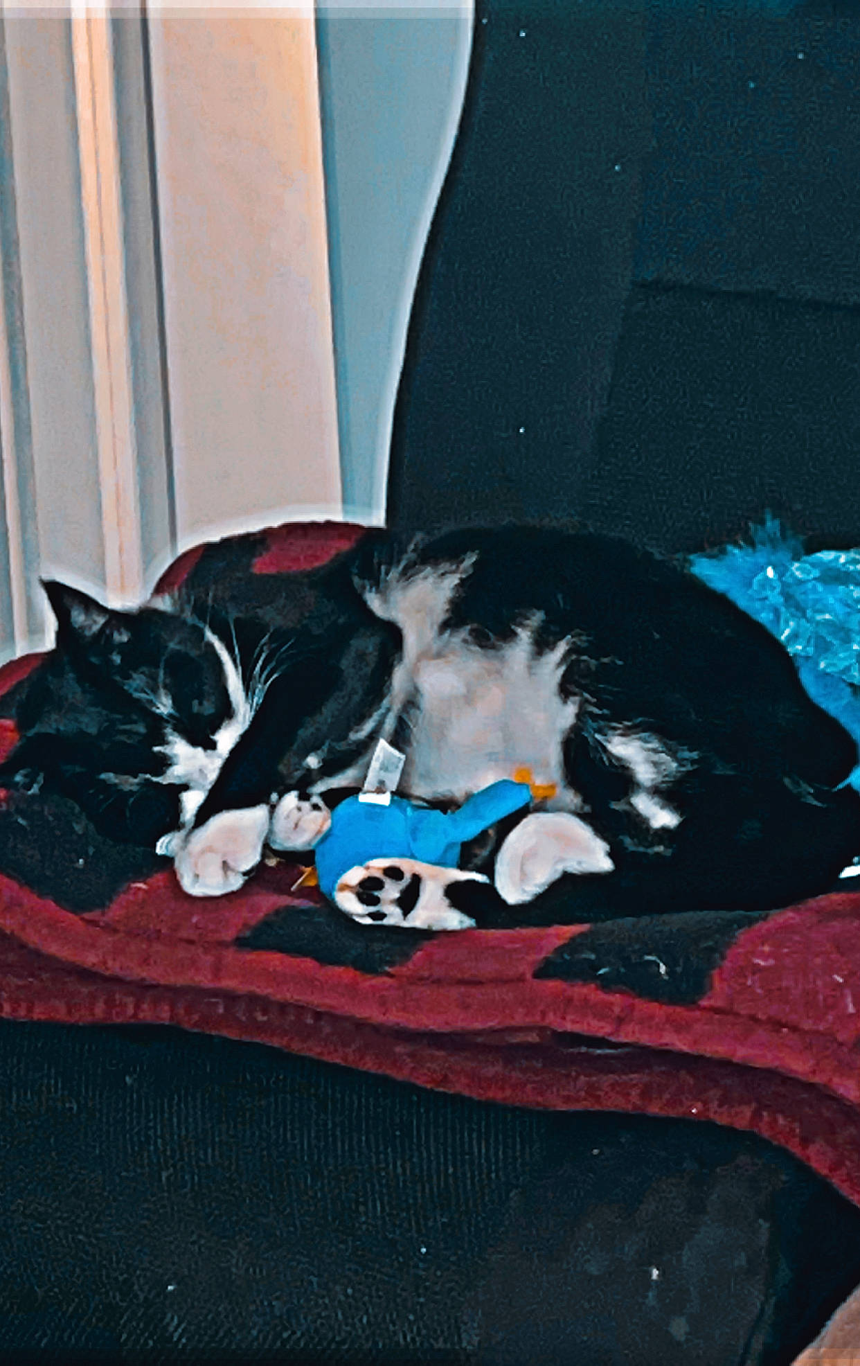 Sky joined the competition — help win amazing prizes! carmine, carnivore, cat, comfort, electric_blue, felidae, fur, linens, nap, pattern, sitting, small_to_medium_sized_cats, tail, whiskers, window