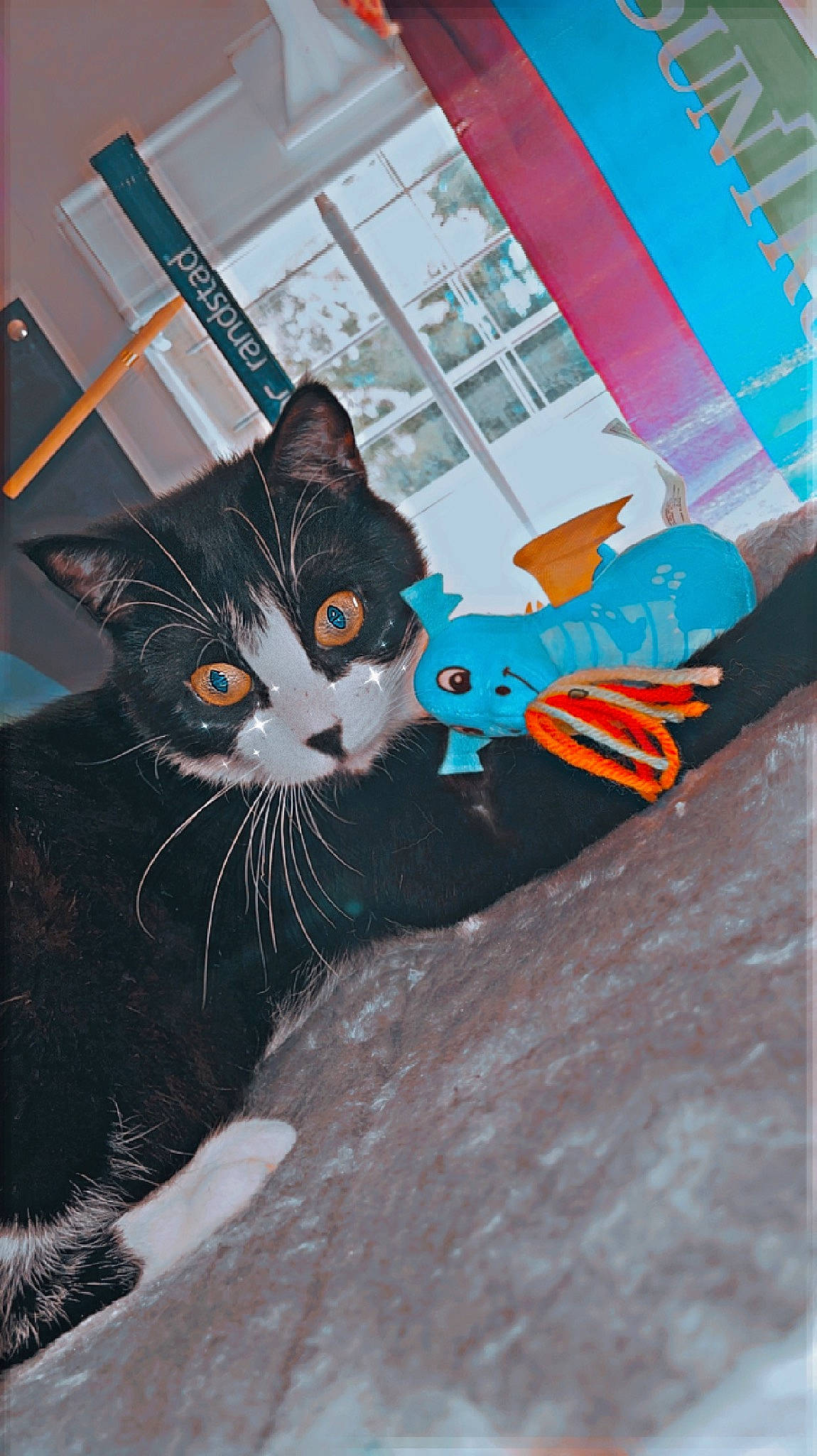 Sky joined the competition — help win amazing prizes! art, black_cat, carnivore, cat, domestic_short_haired_cat, electric_blue, felidae, fur, graphic_design, illustration, sitting, small_to_medium_sized_cats, snout, tail, visual_arts, whiskers, window