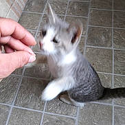 Bandit is registered to the contest to win money with this photo: animal, cat, cute, domestic, feline, floor, gray, hand, indoor, kitten, motion_blur, paw, person, pet, playful, reaching, small, tile, white, young
