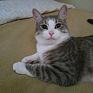 Bandit is registered to the contest to win money with this photo: cat, gray_cat, white_cat, pet, domestic_animal, feline, laying_down, blanket, bedroom, indoor, fur, whiskers, ears, nose, eyes, cute, relaxed, animal, resting, close_up