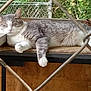 Bandit is registered to the contest to win money with this photo: cat, gray_cat, white_cat, sleeping, lounging, fence, chain_link_fence, wooden_surface, outdoor, pet, animal, relaxed, fur, paw, nature, daylight, resting, domestic_cat, close_up, quiet
