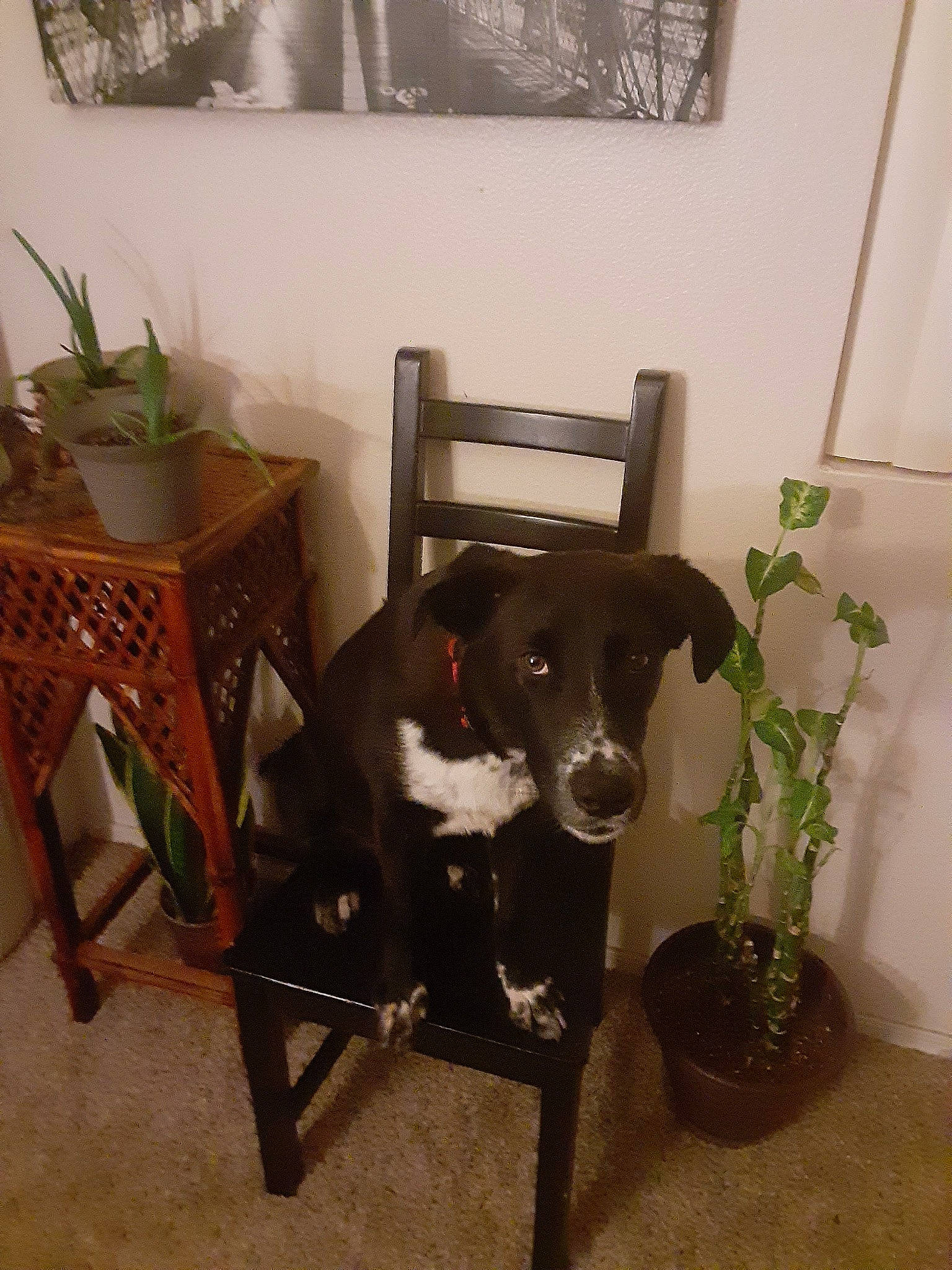 Domino is registered to the contest to win money with this photo: carnivore, chair, collar, companion_dog, dog, dog_breed, fawn, floor, flooring, flowerpot, furniture, hardwood, houseplant, picture_frame, plant, snout, table, tail, wood, working_animal
