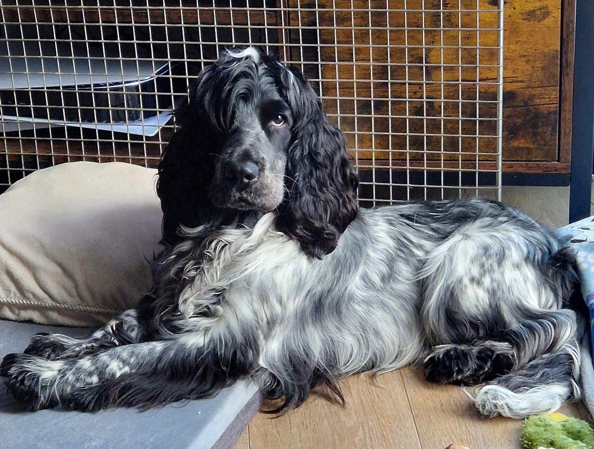 Vulkain participe au concours pour gagner de l'argent avec cette photo : alert, animal, black_and_white, cabinet, calm, companion, dog, ears, fur, furniture, home, indoor, long_hair, lying_down, metal_grid, paw, pet_bed, relaxed, snout, wooden_floor