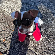 Toby is registered to the contest to win money with this photo: dog, puppy, sunglasses, red_clothing, outdoor, asphalt, shadow, sunlight, small_dog, cute, pet, canine, street, fashion, costume, walking, animal, young_dog, sunny, casual