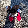 dog, puppy, sunglasses, red_clothing, outdoor, asphalt, shadow, sunlight, small_dog, cute, pet, canine, street, fashion, costume, walking, animal, young_dog, sunny, casual