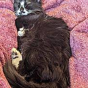 Shadow Whisker is registered to the contest to win money with this photo: cat, sleeping, black_and_white, fur, whiskers, paw, tail, blanket, cozy, resting, cute, pet, domestic_animal, soft, relaxation, indoor, close_up, animal, feline, peaceful