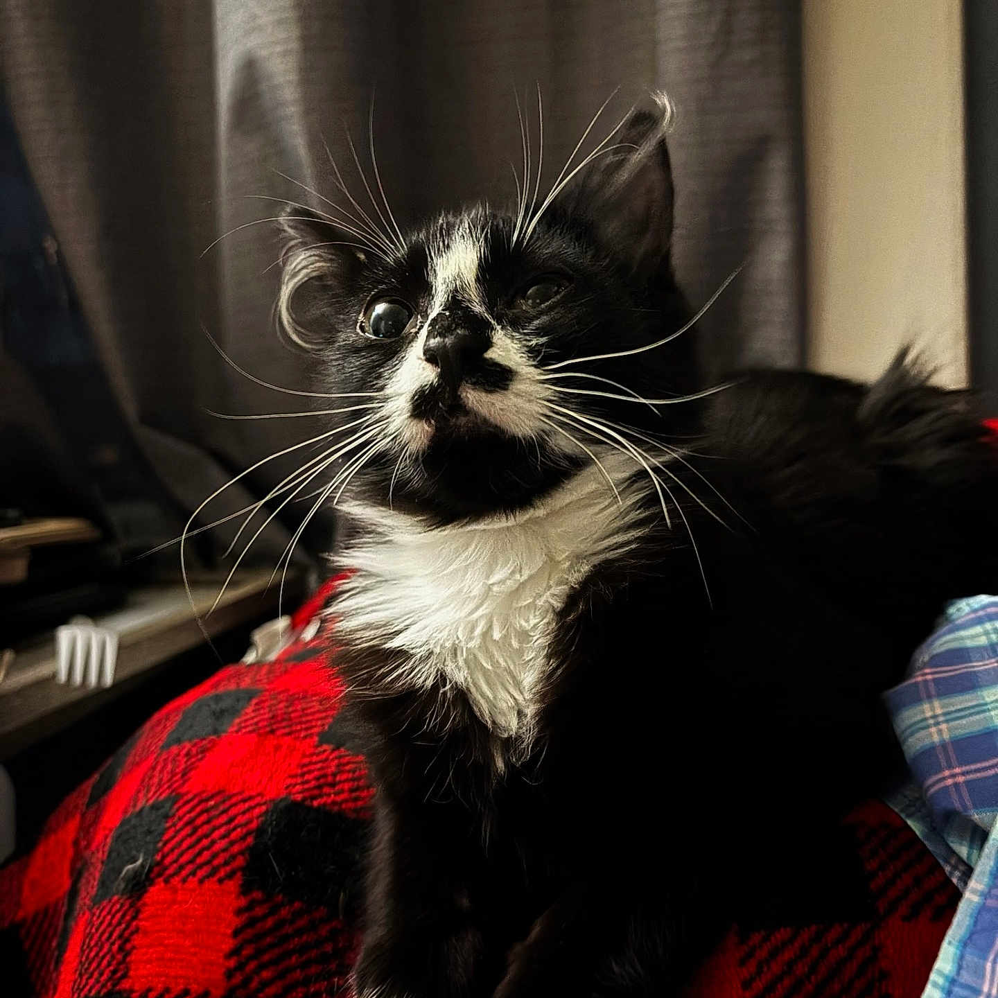 Shadow Whisker joined the competition — help win amazing prizes! black, black_and_white, blanket, cat, checkered_pattern, close_up, cozy, curious, curtains, feline, fur, indoor, pet, red, resting, soft_light, tuxedo_cat, whiskers, white, window