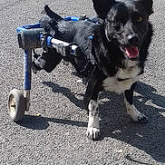 Spyke participe au concours pour gagner de l'argent avec cette photo : dog, wheelchair, disabled_dog, black_and_white, standing, outdoor, sunny, asphalt, pavement, pet, animal, canine, harness, wheels, mobility_aid, upright_ears, open_mouth, tongue, shadow, determined
