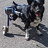 dog, wheelchair, disabled_dog, black_and_white, standing, outdoor, sunny, asphalt, pavement, pet, animal, canine, harness, wheels, mobility_aid, upright_ears, open_mouth, tongue, shadow, determined