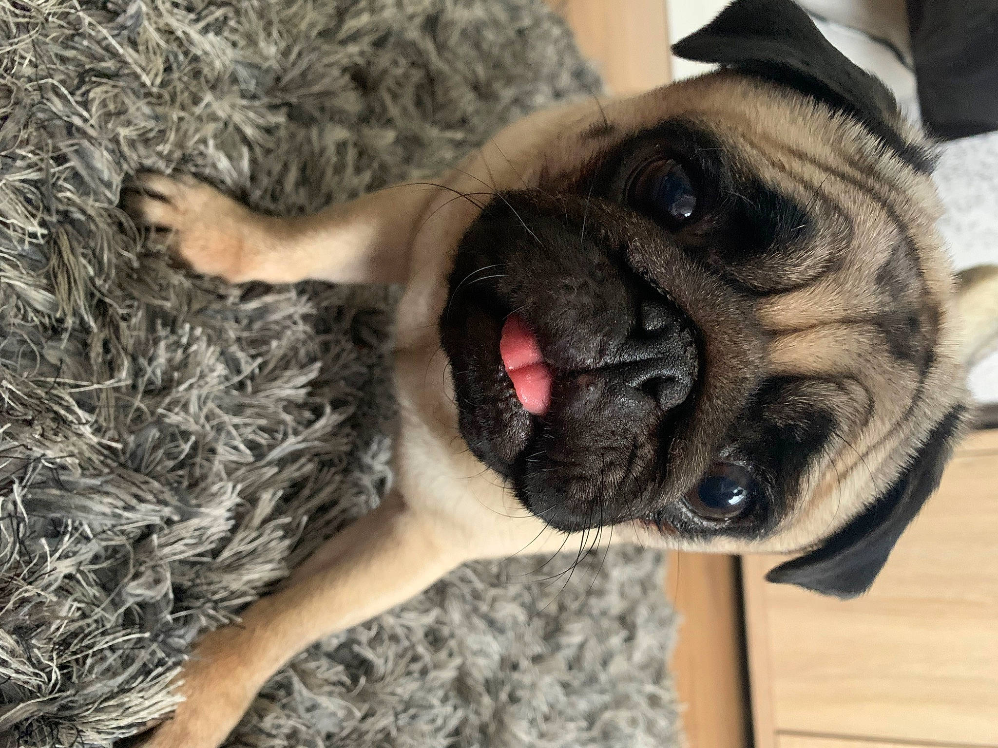 Georgia is registered to the contest to win money with this photo: ancient_dog_breeds, canidae, carnivore, collar, companion_dog, dog, dog_breed, dog_collar, fawn, fur, molosser, paw, pug, snout, sporting_group, toy_dog, whiskers, working_animal, working_dog, wrinkle
