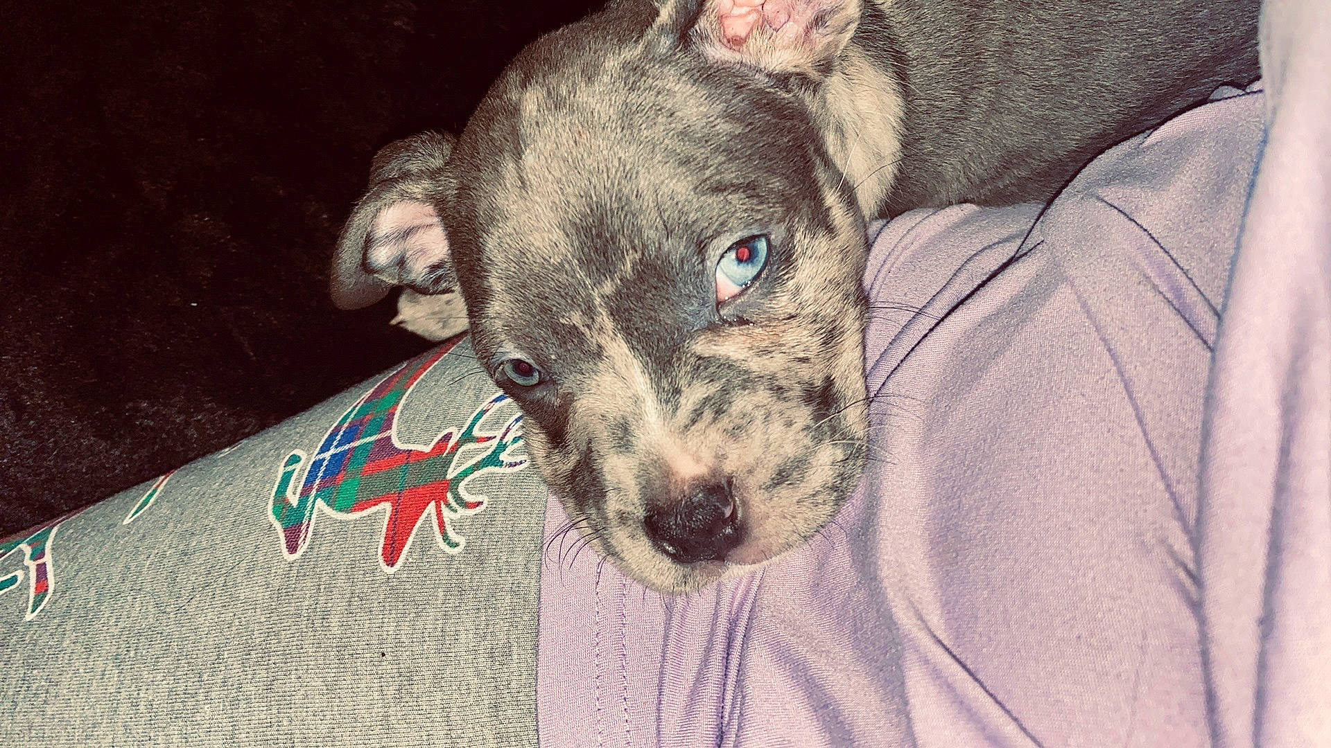 Kali joined the competition — help win amazing prizes! canidae, carnivore, companion_dog, dog, dog_breed, ear, fawn, grey, non_sporting_group, pattern, pet_supply, snout, sporting_group, terrestrial_animal, whiskers, working_animal