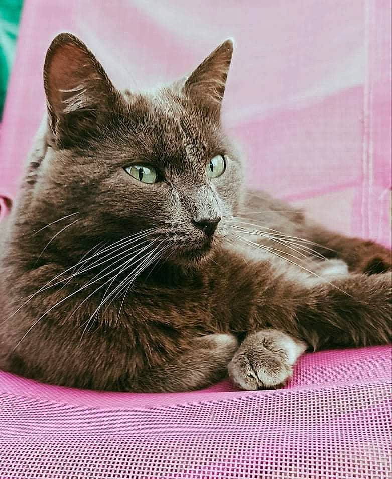 Hercule a rejoint le concours — aidez-le/la à gagner de superbes lots ! carnivore, cat, cat_supply, claw, comfort, domestic_short_haired_cat, felidae, fur, paw, sitting, small_to_medium_sized_cats, snout, tail, terrestrial_animal, whiskers