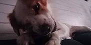 Bianka a rejoint le concours — aidez-le/la à gagner de superbes lots ! animal, blur, clock, close_up, companion, cute, dog, domestic_animal, ears, furry, indoor, looking_down, muzzle, paw, pet, resting, snout, soft_light, wall, wooden_wall