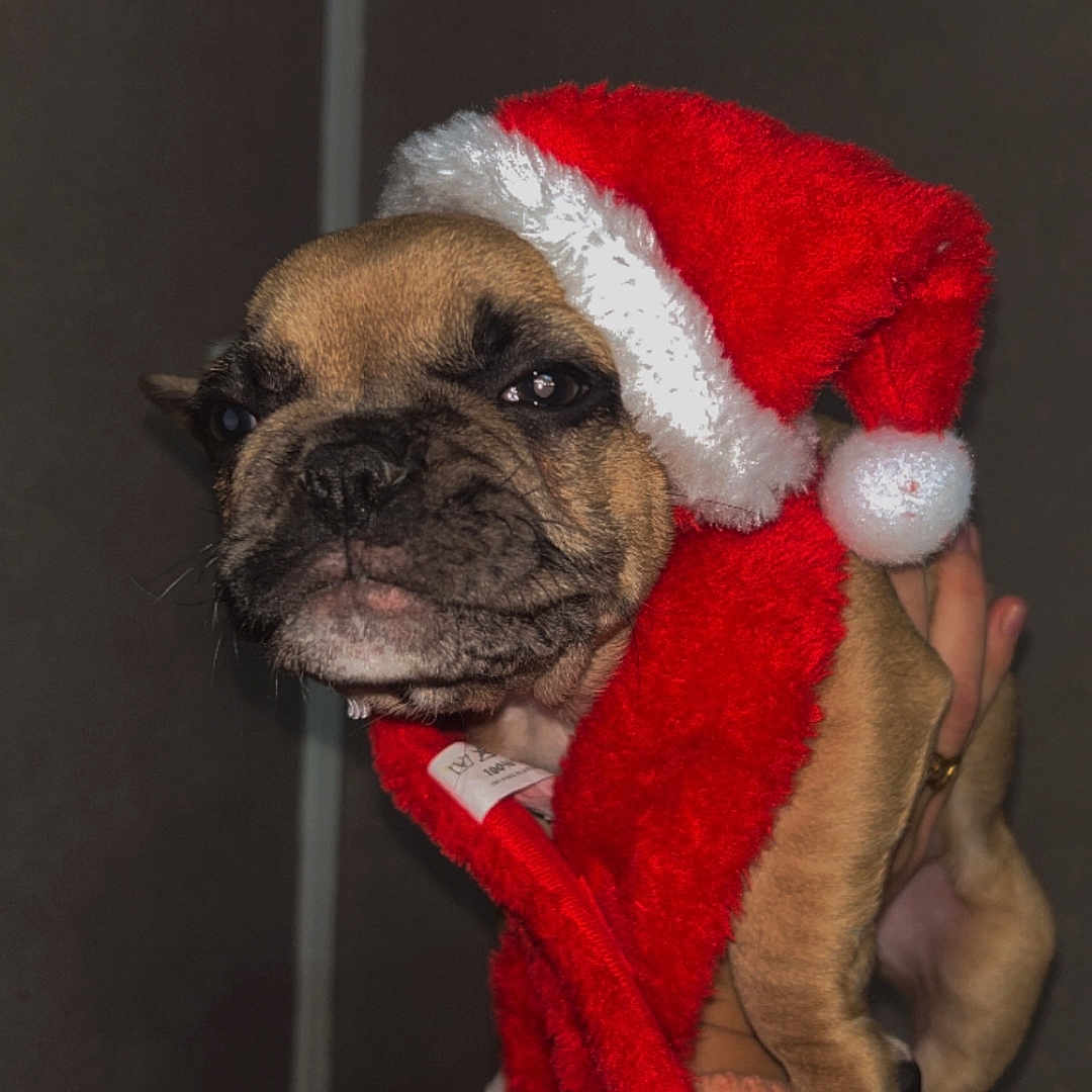 Spaëggy a rejoint le concours — aidez-le/la à gagner de superbes lots ! animal, bostonbull, boxer, bulldog, canine, clothing, dog, face, frenchbulldog, hat, head, hound, knitwear, person, pet, pitbull, pug, puppy, sweater