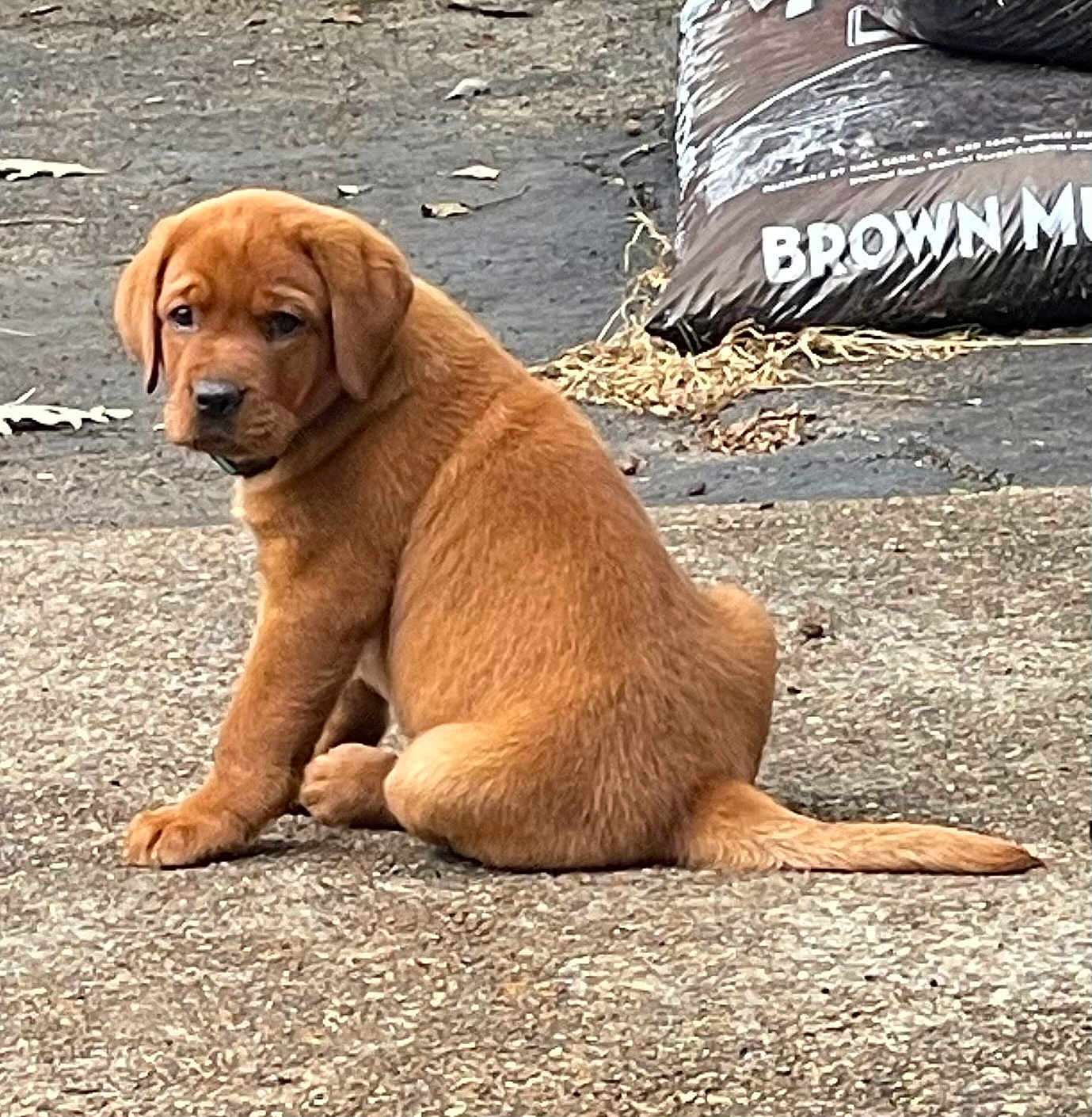 Sage is registered to the contest to win money with this photo: puppy, dog, brown, sitting, outdoor, pavement, mulch_bag, young, animal, pet, fur, tail, ears, cute, looking_back, ground, nature, leaf, expression, side_view