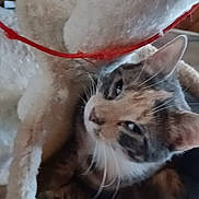 Bella is registered to the contest to win money with this photo: cat, feline, pet, indoor, cozy, plush, fur, tabby, sleepy, resting, animal, soft, cuddly, whiskers, ears, closeup, bed, cat_tree, cute, relaxed