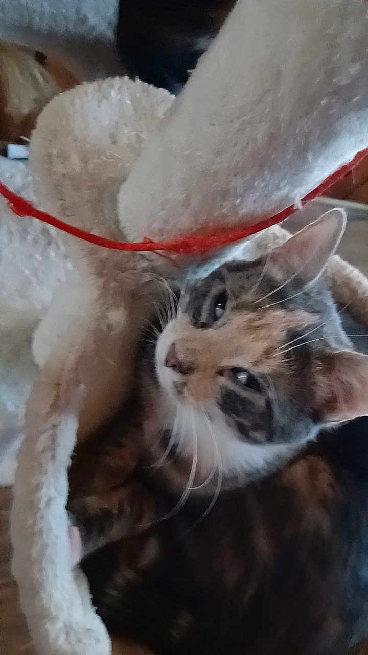 Bella is registered to the contest to win money with this photo: cat, feline, pet, indoor, cozy, plush, fur, tabby, sleepy, resting, animal, soft, cuddly, whiskers, ears, closeup, bed, cat_tree, cute, relaxed