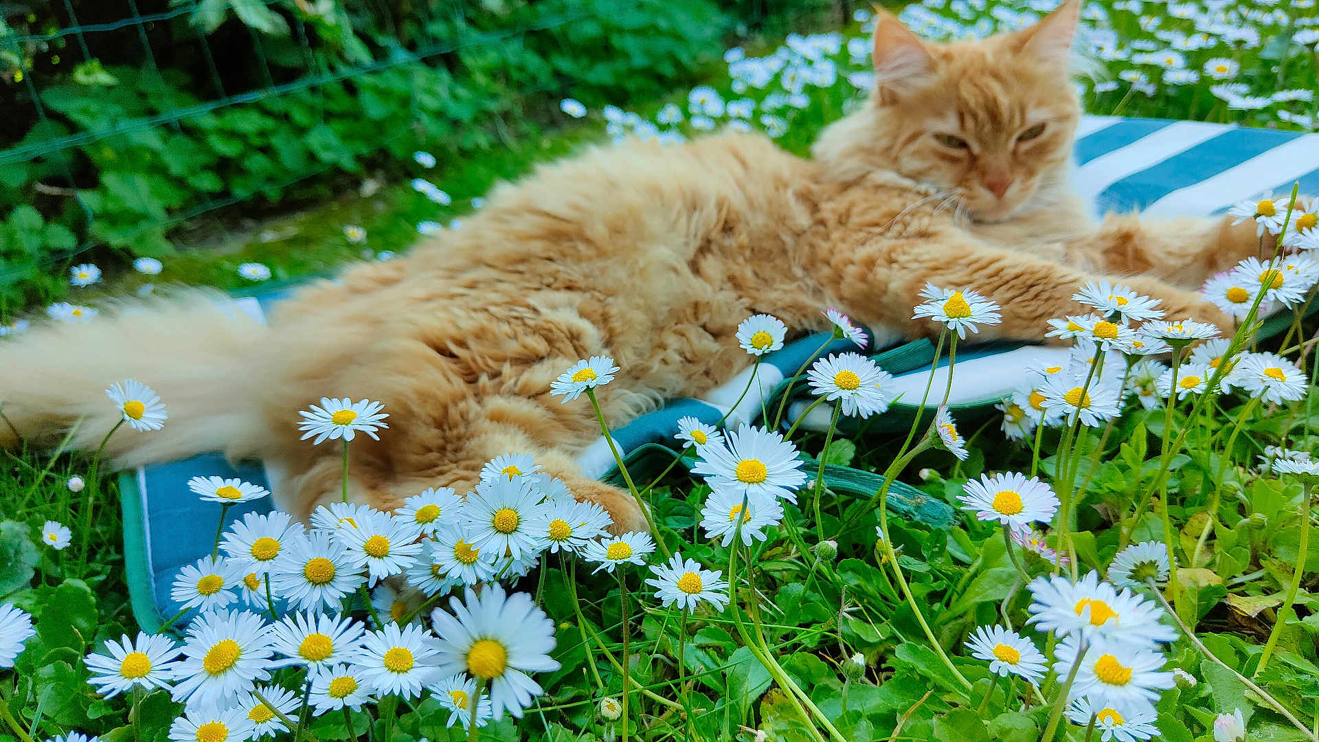 Peanut is registered to the contest to win money with this photo: cat, orange_cat, fluffy_cat, daisies, flowers, garden, greenery, outdoor, nature, cushion, striped_cushion, relaxing, pet, grass, closeup, summer, resting, plant, leaf, animal
