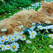 Peanut participe au concours pour gagner de l'argent avec cette photo : cat, orange_cat, fluffy_cat, daisies, flowers, garden, greenery, outdoor, nature, cushion, striped_cushion, relaxing, pet, grass, closeup, summer, resting, plant, leaf, animal