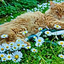 cat, orange_cat, fluffy_cat, daisies, flowers, garden, greenery, outdoor, nature, cushion, striped_cushion, relaxing, pet, grass, closeup, summer, resting, plant, leaf, animal