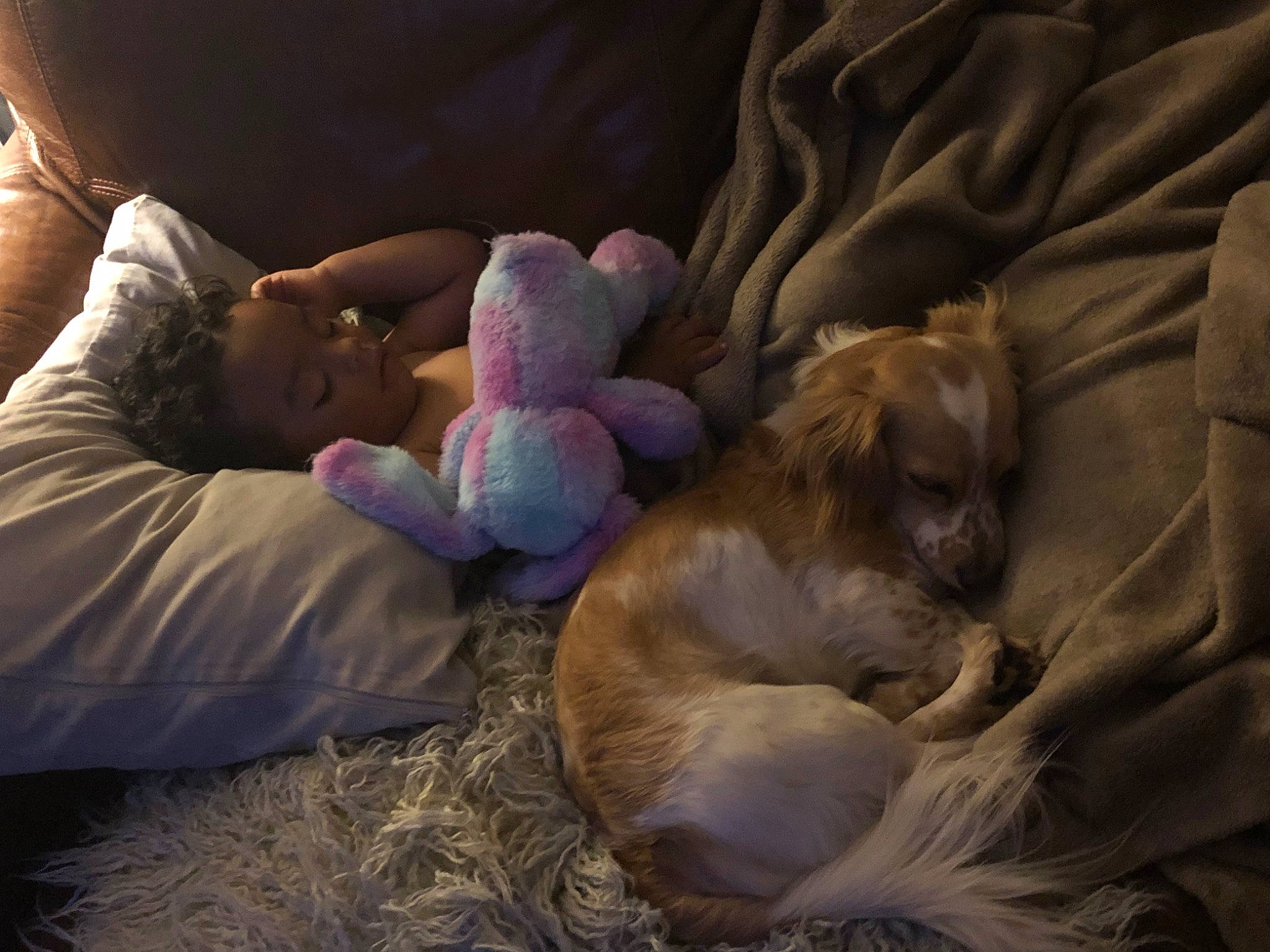 Alexander joined the competition — help win amazing prizes! canidae, carnivore, child, comfort, companion_dog, dog, dog_breed, fawn, nap, person, puppy, puppy_love, sleep, sporting_group, under_exposed