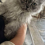 Aslan participe au concours pour gagner de l'argent avec cette photo : animal, cat, close_up, curious, cute, domestic, fluffy, furniture, gray, hand, holding, indoor, kitten, person, pet, sleeve, soft, table, wall_decor, young