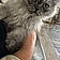 Aslan