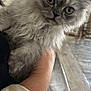 animal, cat, close_up, curious, cute, domestic, fluffy, furniture, gray, hand, holding, indoor, kitten, person, pet, sleeve, soft, table, wall_decor, young