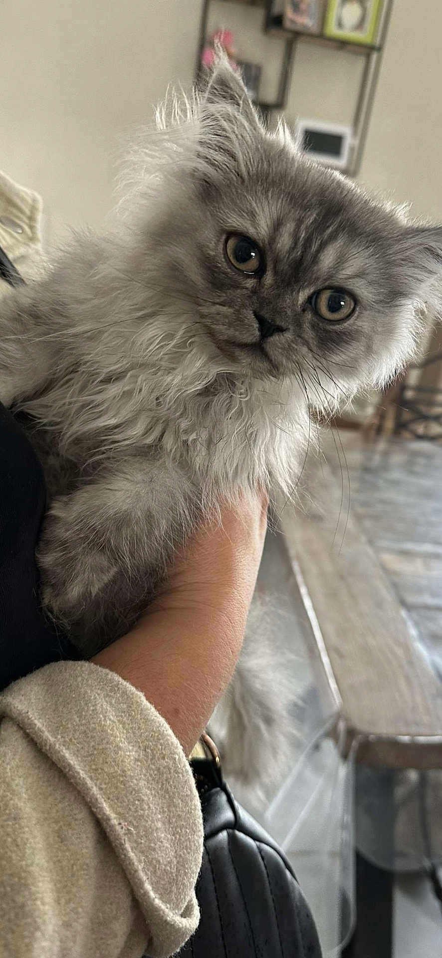 Aslan participe au concours pour gagner de l'argent avec cette photo : animal, cat, close_up, curious, cute, domestic, fluffy, furniture, gray, hand, holding, indoor, kitten, person, pet, sleeve, soft, table, wall_decor, young