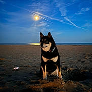Taro participe au concours pour gagner de l'argent avec cette photo : animal, beach, calm, clouds, dark, dog, evening, landscape, moon, nature, night, outdoor, pet, quiet, sand, scenic, serene, shiba_inu, sitting, sky