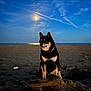 animal, beach, calm, clouds, dark, dog, evening, landscape, moon, nature, night, outdoor, pet, quiet, sand, scenic, serene, shiba_inu, sitting, sky
