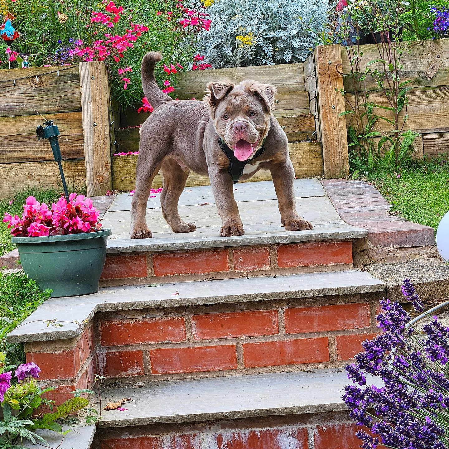 Winston joined the competition — help win amazing prizes! animal, canine, dog, flower, garden, geranium, herbal, herbs, jar, nature, outdoors, path, pet, plant, planter, pottedplant, pottery, purple, vase, walkway