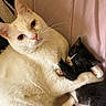 Itty Bitty joined the competition — help win amazing prizes! cat, kitten, two_cats, cream_cat, black_and_white_cat, white_fur, black_fur, animal, pet, cuddling, sleeping, lying_down, close_up, whiskers, ears, blue_eyes, pink_nose, paws, blanket, indoors