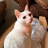 Itty Bitty is registered to the contest to win money with this photo: cat, white_cat, pet, animal, feline, portrait, close_up, sitting, cardboard_box, bubble_wrap, indoors, home, furniture, leather_chair, blanket, warm_lighting, blue_eyes, pointed_ears, whiskers, cute