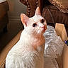 cat, white_cat, pet, animal, feline, portrait, close_up, sitting, cardboard_box, bubble_wrap, indoors, home, furniture, leather_chair, blanket, warm_lighting, blue_eyes, pointed_ears, whiskers, cute