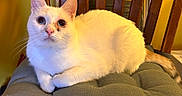 Itty Bitty is registered to the contest to win money with this photo: cat, white_cat, pet, animal, feline, fluffy, wide_eyed, blue_eyes, pink_nose, whiskers, ears, fur, sitting, lounging, cushion, chair, indoor, home, warm_lighting, portrait
