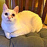 cat, white_cat, pet, animal, feline, fluffy, wide_eyed, blue_eyes, pink_nose, whiskers, ears, fur, sitting, lounging, cushion, chair, indoor, home, warm_lighting, portrait