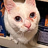 Itty Bitty joined the competition — help win amazing prizes! cat, feline, close_up, portrait, white_fur, pale_fur, blue_eyes, large_eyes, pink_nose, pointed_ears, whiskers, animal, pet, indoors, bookshelf, shelf, background, facial_expression, looking_at_camera, photography