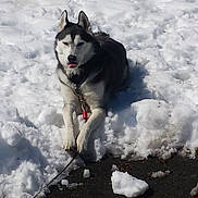 Flynn is registered to the contest to win money with this photo: dog, husky, snow, outdoor, animal, pet, canine, winter, lying_down, tongue_out, cold, fur, nature, leash, playful, daylight, muzzle, ears, paws, ground