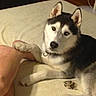 Flynn is registered to the contest to win money with this photo: dog, husky, paw, bed, human_foot, heterochromia, pet, animal, indoor, collar, fur, black_and_white, cute, lying_down, looking_at_camera, domestic, canine, resting, friendship, bond