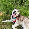 Flynn is registered to the contest to win money with this photo: dog, husky, outdoor, grass, greenery, pet, canine, happy, tongue_out, nature, summer, animal, fur, laying_down, collar, leash, playful, cute, mammal, daytime