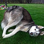 Flynn joined the competition — help win amazing prizes! dog, husky, siberian_husky, heterochromia, blue_eye, brown_eye, grass, lawn, pet, playful, rolling, outdoor, backyard, fur, tail, paws, ears, toys, fence, portrait