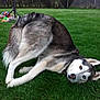 dog, husky, siberian_husky, heterochromia, blue_eye, brown_eye, grass, lawn, pet, playful, rolling, outdoor, backyard, fur, tail, paws, ears, toys, fence, portrait