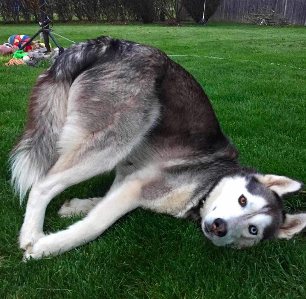 Flynn joined the competition — help win amazing prizes! dog, husky, siberian_husky, heterochromia, blue_eye, brown_eye, grass, lawn, pet, playful, rolling, outdoor, backyard, fur, tail, paws, ears, toys, fence, portrait