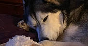 Flynn is registered to the contest to win money with this photo: dog, husky, sleeping, stuffed_animal, bedroom, furniture, drawer, cozy, indoor, pet, animal, resting, fur, ears, face, soft_toy, comfort, relaxation, closeup, quiet