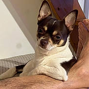 Smoking a rejoint le concours — aidez-le/la à gagner de superbes lots ! app_ui, avatar, bed, blanket, chihuahua, cute, dog, ear, foot, furniture, hairy_leg, human_leg, indoor, paw, pet, relaxed, screenshot, small_dog, staircase, wooden_stairs