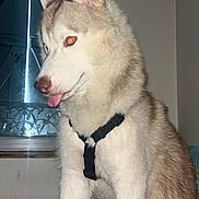 Volt a rejoint le concours — aidez-le/la à gagner de superbes lots ! dog, siberian_husky, pet, indoor, window, blanket, fur, tongue_out, harness, animal, canine, sitting, cute, fluffy, light, shadow, face, ears, nose, room