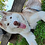 Volt a rejoint le concours — aidez-le/la à gagner de superbes lots ! dog, husky, animal, pet, grass, bench, outdoor, sunny, happy, tongue_out, fur, nature, park, canine, mammal, resting, daylight, greenery, smiling, closeup